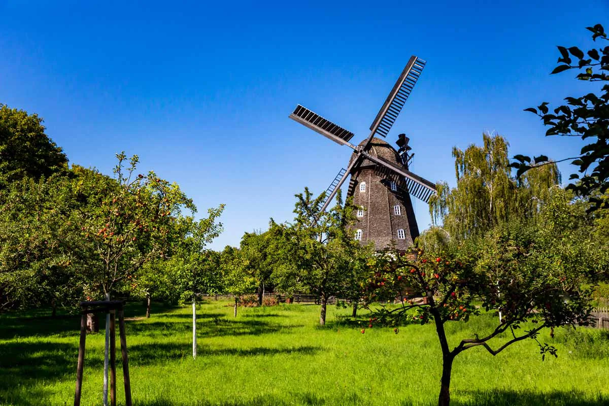 Britzer Mühle rechts im Bild mit den Obstbäumen im Vordergrund.